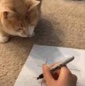 猫咪:我虽不是人,但你真的狗